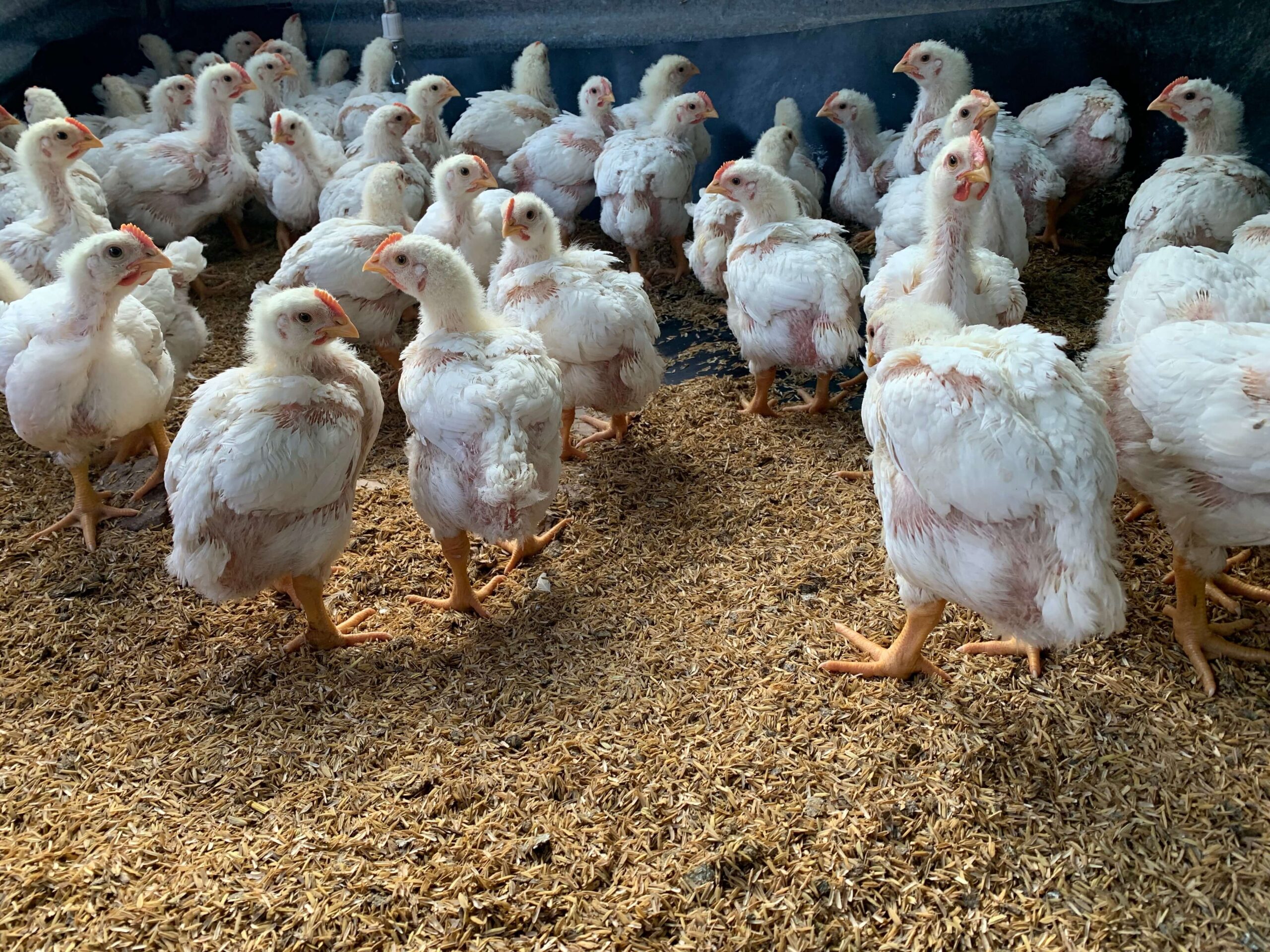 UNIDADES PRODUCTIVAS FAMILIAS RURALES