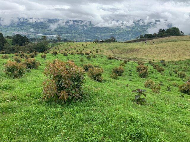Visita cultivadores de aguacate en Une- Fito-2